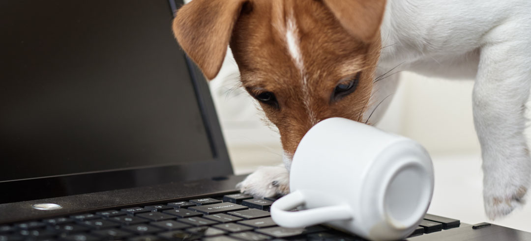 Perro oliendo una taza tirada encima de un ordenador